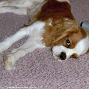 Photo de Cavalier king charles spaniel