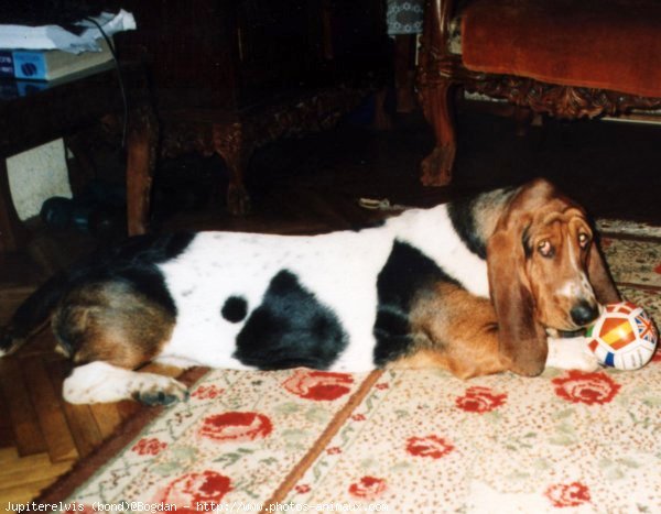 Photo de Basset hound