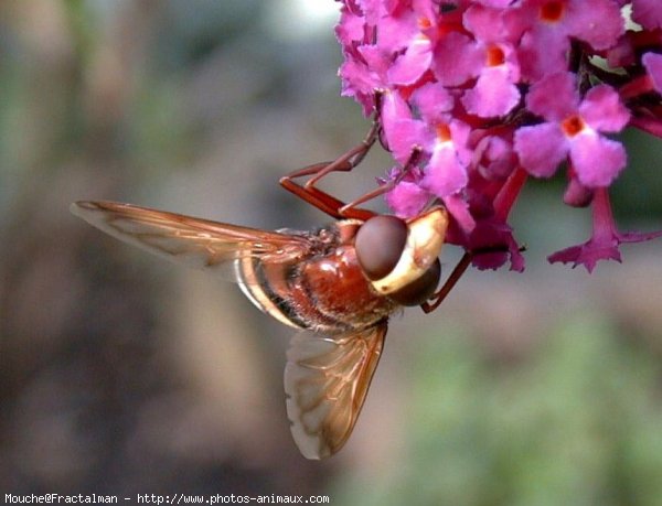 Photo de Mouche