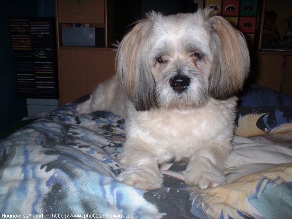 Photo de Lhassa apso