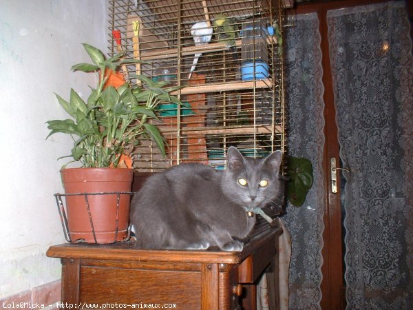 Photo de British shorthair