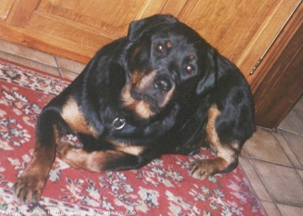 Photo de Rottweiler