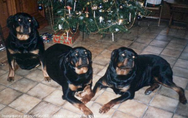 Photo de Rottweiler