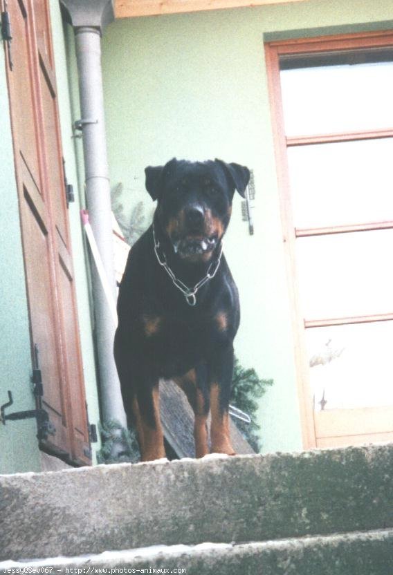 Photo de Rottweiler