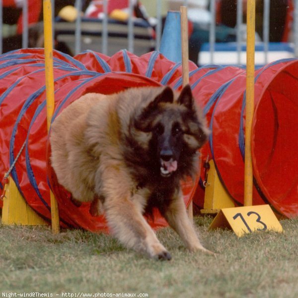 Photo de Berger belge tervueren