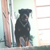 Photo de Rottweiler