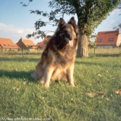 Photo de Berger belge tervueren