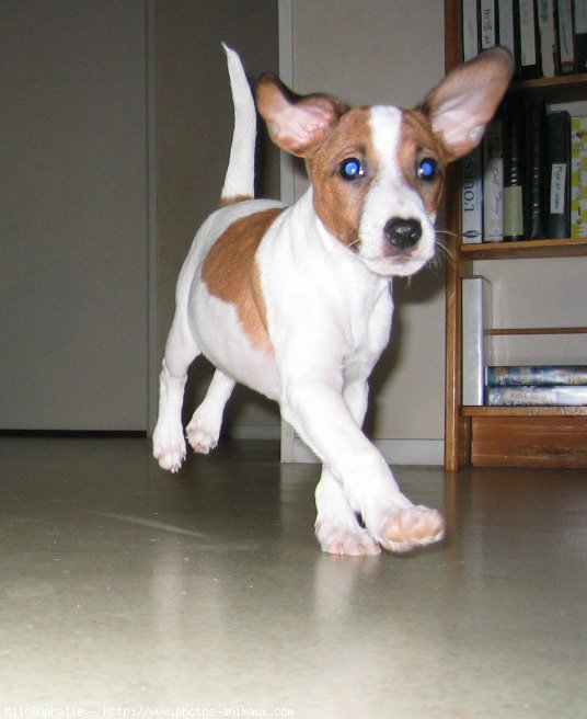 Photo de Jack russell terrier