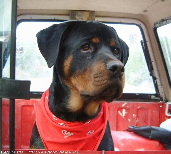 Photo de Rottweiler