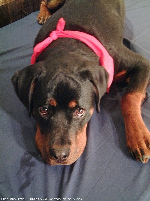 Photo de Rottweiler