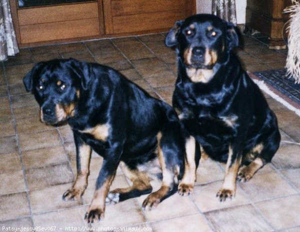 Photo de Rottweiler