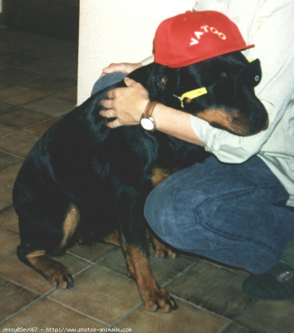 Photo de Rottweiler