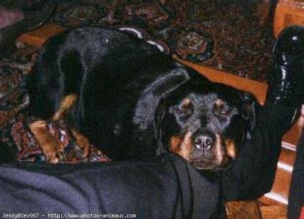 Photo de Rottweiler