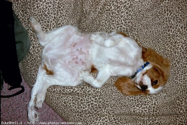 Photo de Cavalier king charles spaniel