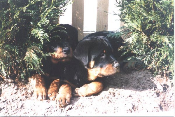 Photo de Rottweiler