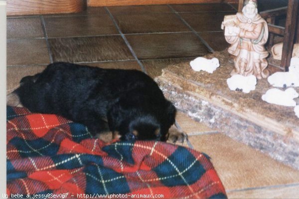 Photo de Rottweiler