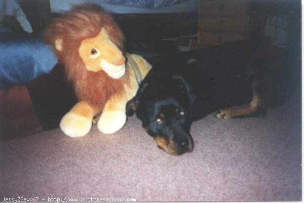 Photo de Rottweiler