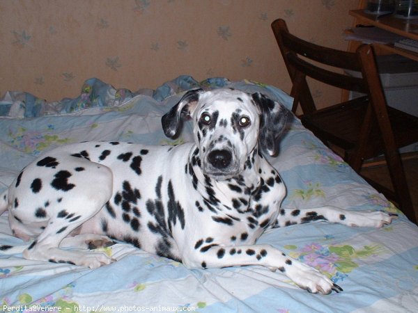 Photo de Dalmatien