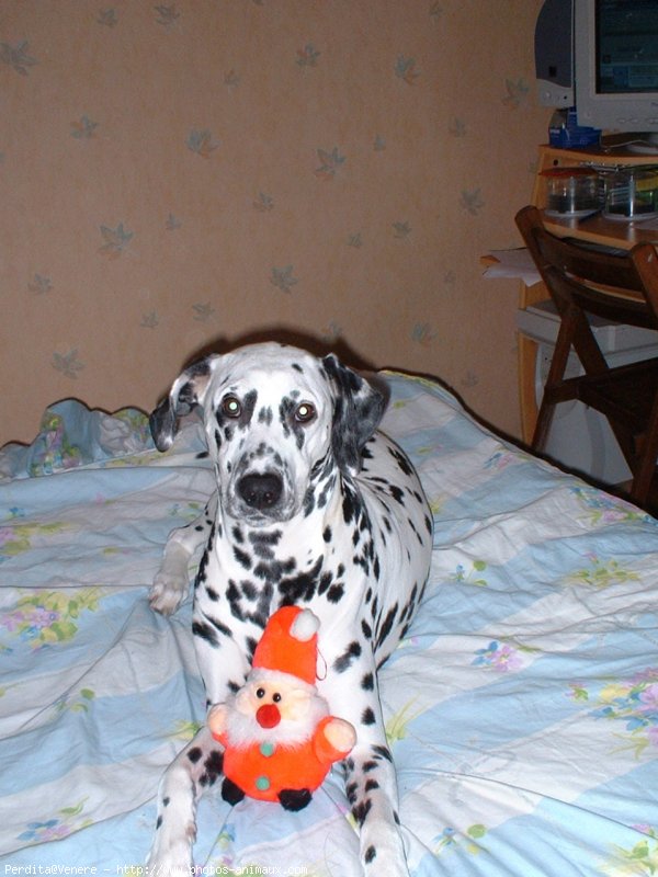 Photo de Dalmatien