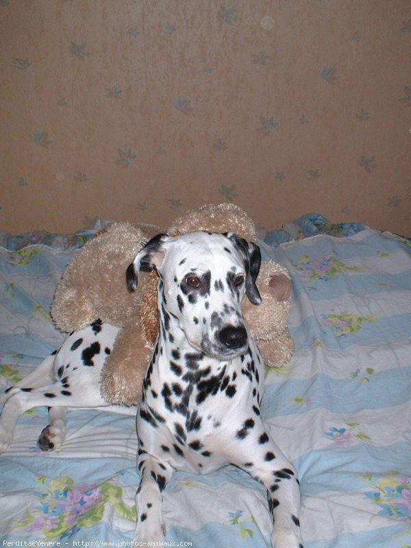 Photo de Dalmatien