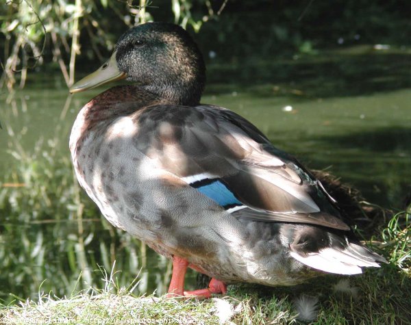 Photo de Canard