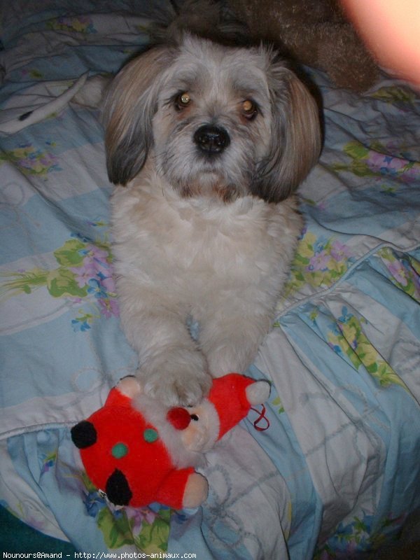 Photo de Lhassa apso