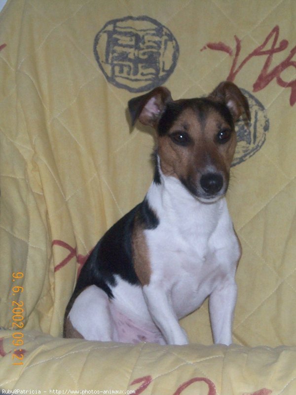 Photo de Jack russell terrier