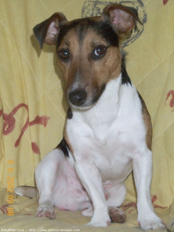 Photo de Jack russell terrier