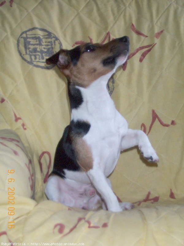 Photo de Jack russell terrier