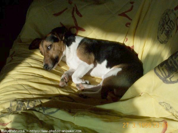 Photo de Jack russell terrier