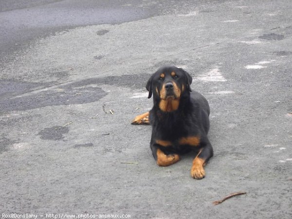 Photo de Rottweiler