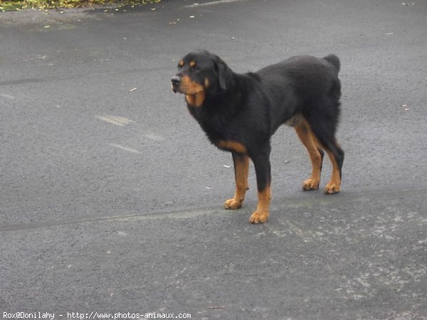 Photo de Rottweiler