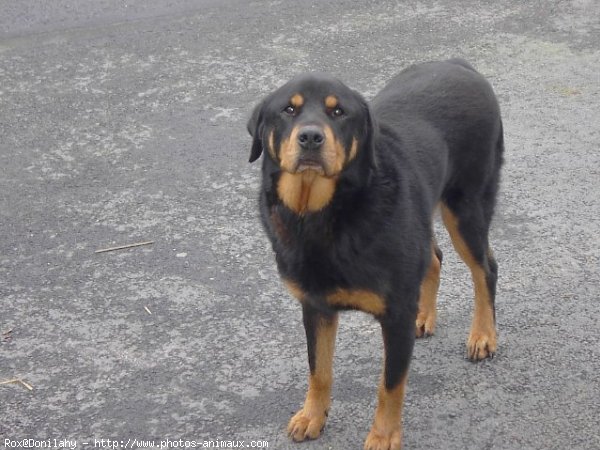 Photo de Rottweiler