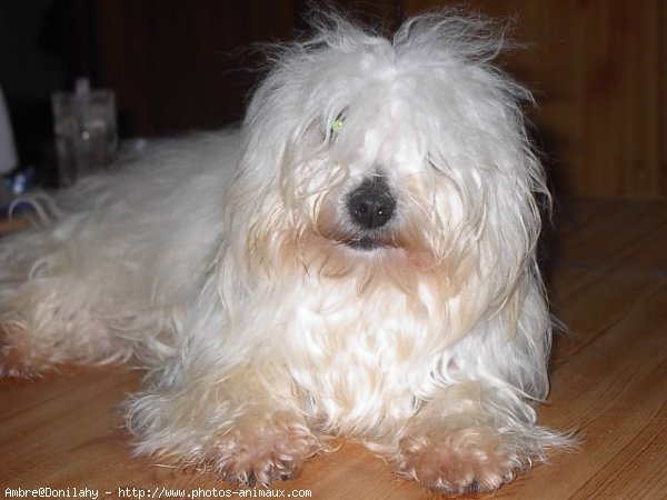 Photo de Coton de tulear