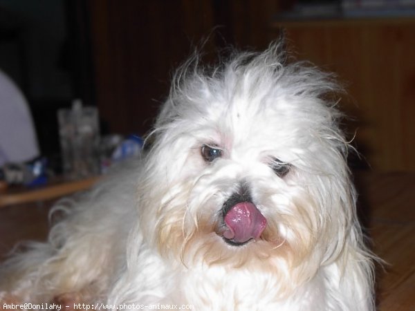 Photo de Coton de tulear