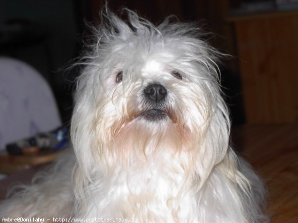 Photo de Coton de tulear