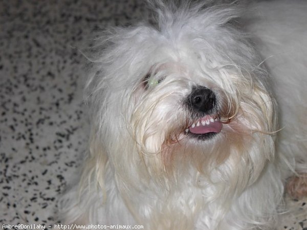 Photo de Coton de tulear