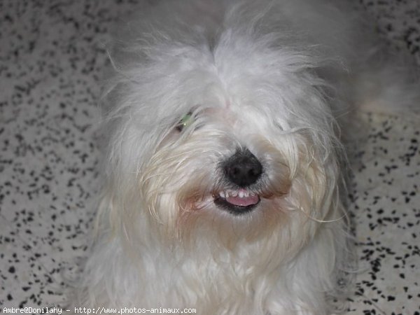 Photo de Coton de tulear