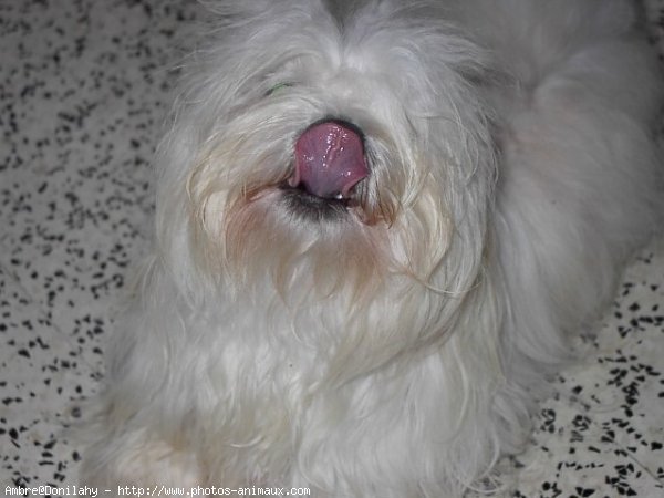 Photo de Coton de tulear