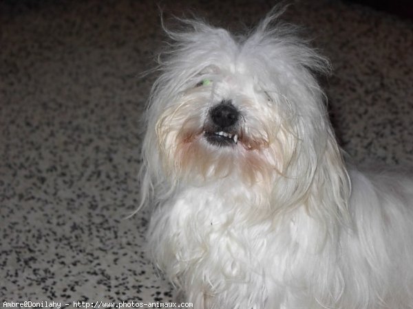 Photo de Coton de tulear