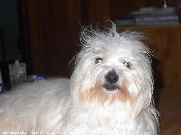 Photo de Coton de tulear