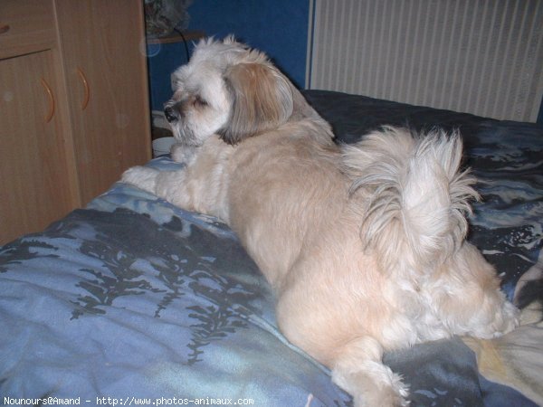 Photo de Lhassa apso