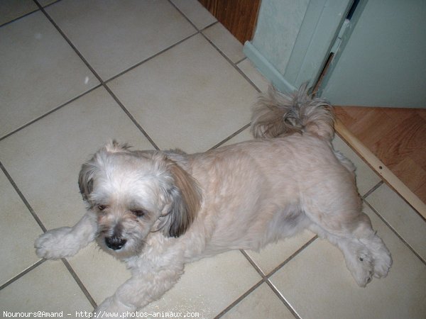 Photo de Lhassa apso