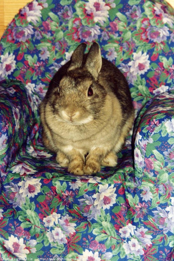 Photo de Lapin