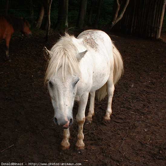 Photo de Shetland