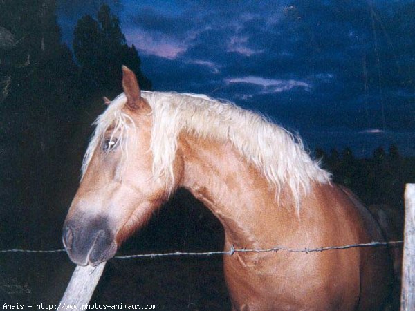 Photo de Races diffrentes