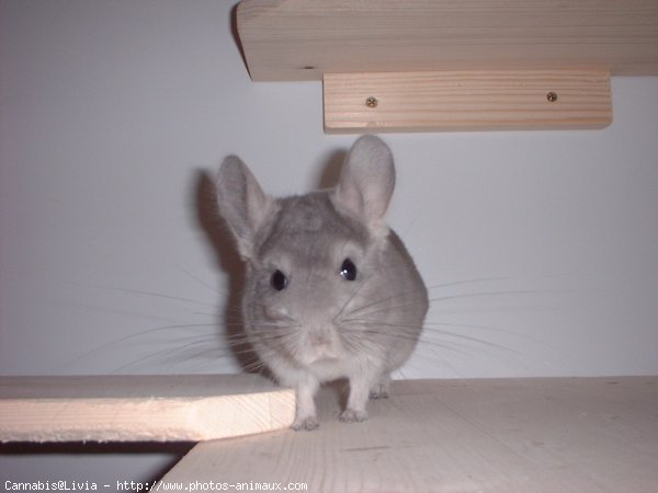 Photo de Chinchilla