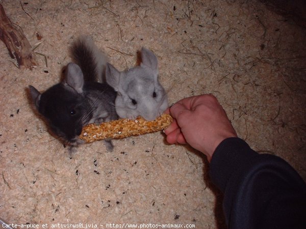 Photo de Chinchilla