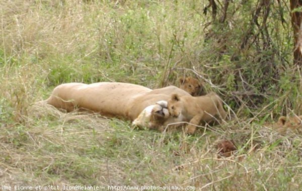 Photo de Lion