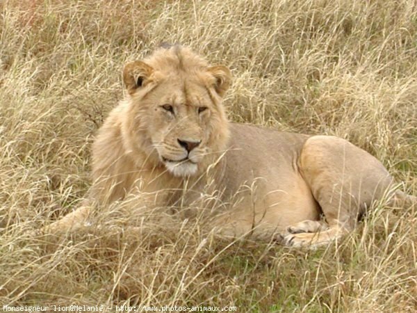 Photo de Lion